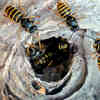 cms_ratgeber_wespen_2