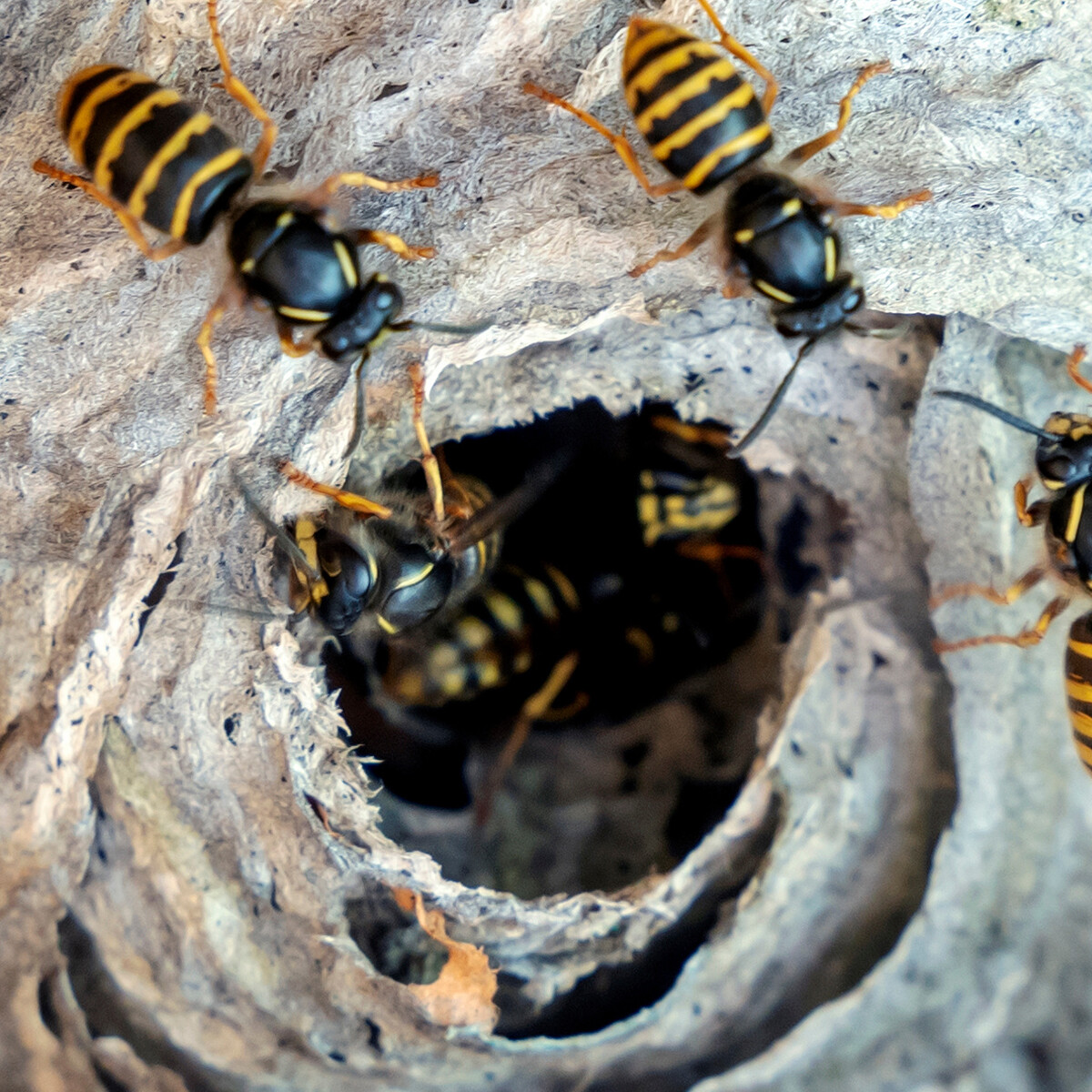 cms_ratgeber_wespen_2