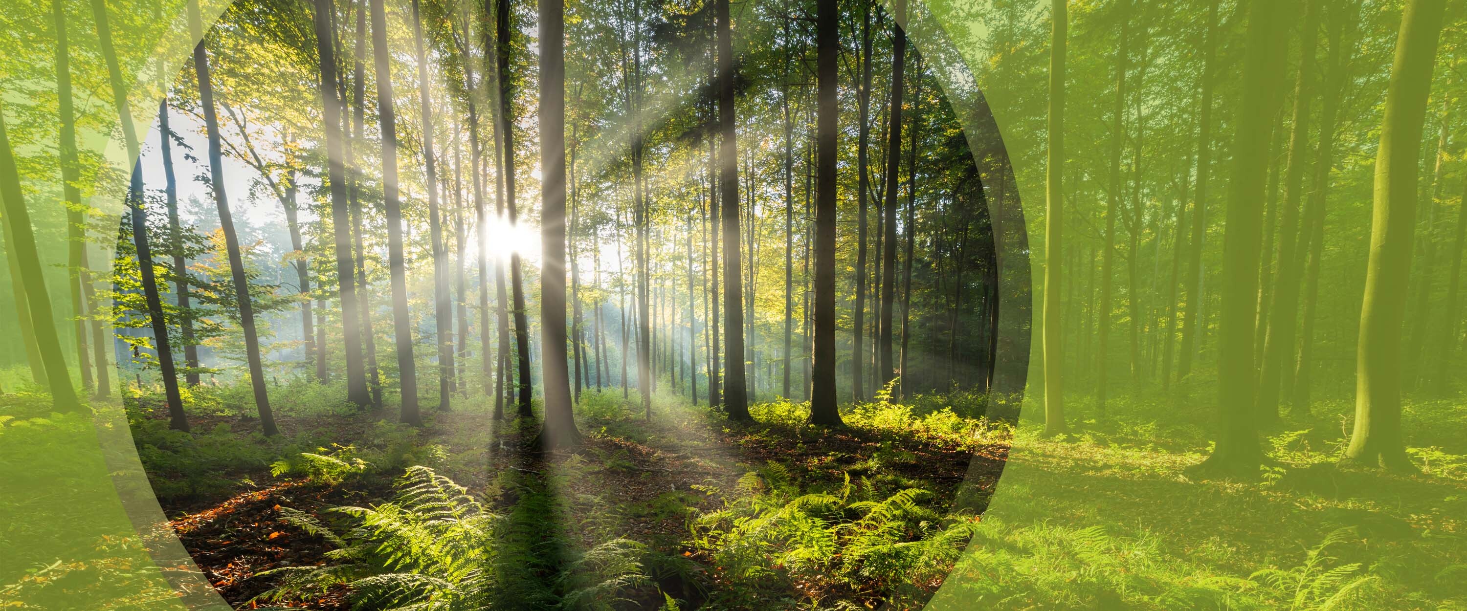 Website-Keyvisuals-Nachhaltigkeit-Wald